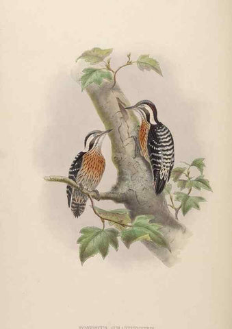 Reproducción/Reproduction 48630140883: Birds of Asia / by John Gould.. London :Printed by Taylor and Francis, pub. by the author,1850-1883.. 