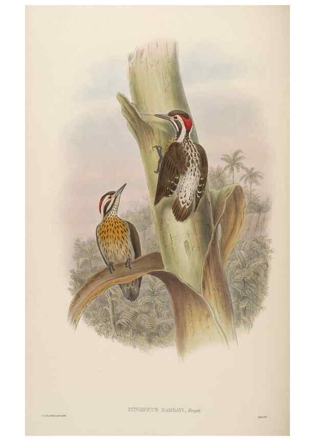 Reproducción/Reproduction 48630646167: Birds of Asia / by John Gould.. London :Printed by Taylor and Francis, pub. by the author,1850-1883.. 