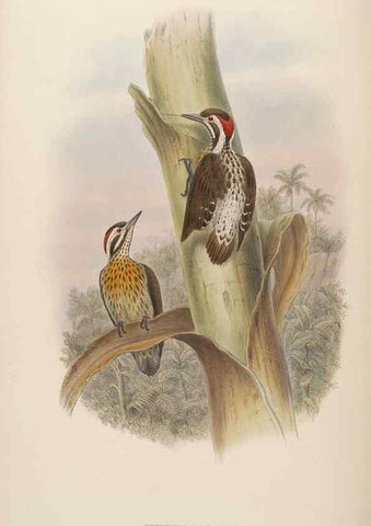 Reproducción/Reproduction 48630646167: Birds of Asia / by John Gould.. London :Printed by Taylor and Francis, pub. by the author,1850-1883.. 