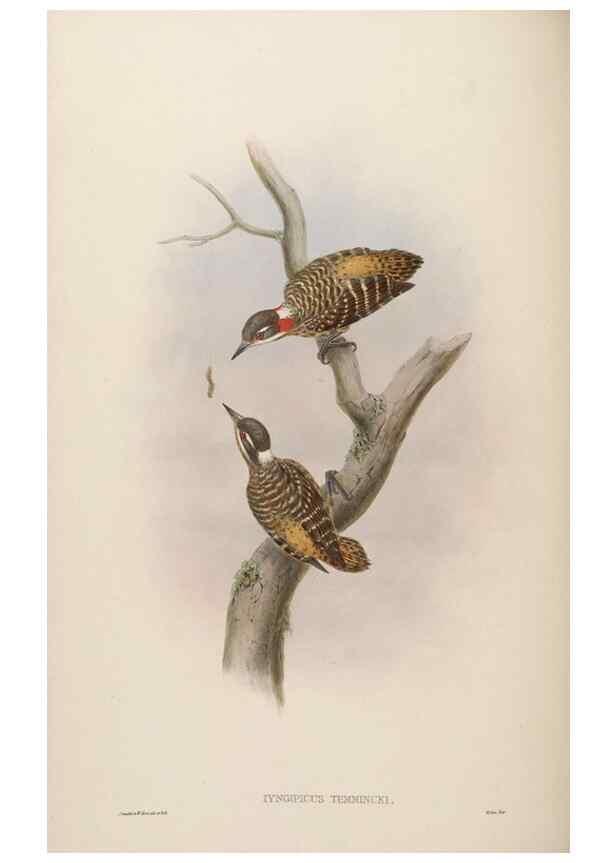 Reproducción/Reproduction 48630646602: Birds of Asia / by John Gould.. London :Printed by Taylor and Francis, pub. by the author,1850-1883.. 