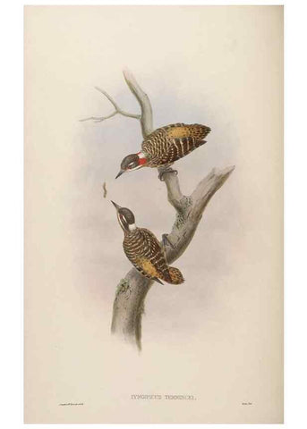 Reproducción/Reproduction 48630646602: Birds of Asia / by John Gould.. London :Printed by Taylor and Francis, pub. by the author,1850-1883.. 