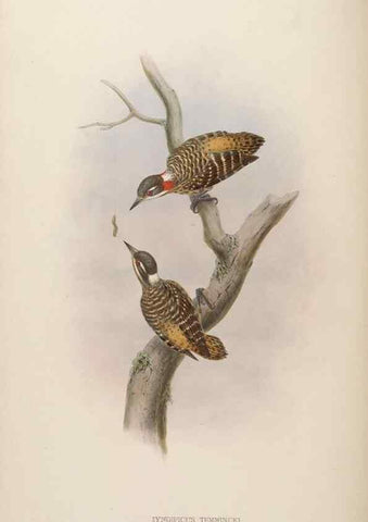 Reproducción/Reproduction 48630646602: Birds of Asia / by John Gould.. London :Printed by Taylor and Francis, pub. by the author,1850-1883.. 