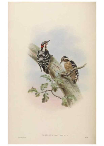 Reproducción/Reproduction 48630496151: Birds of Asia / by John Gould.. London :Printed by Taylor and Francis, pub. by the author,1850-1883.. 