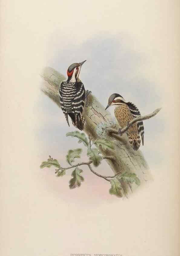 Reproducción/Reproduction 48630496151: Birds of Asia / by John Gould.. London :Printed by Taylor and Francis, pub. by the author,1850-1883.. 