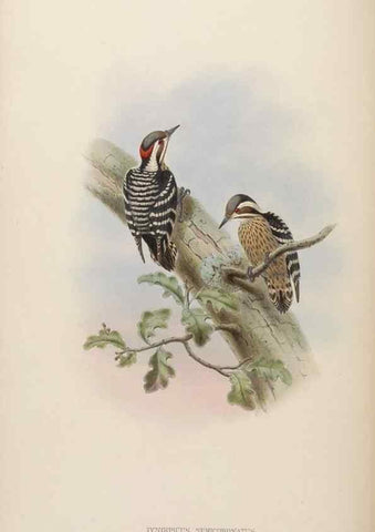 Reproducción/Reproduction 48630496151: Birds of Asia / by John Gould.. London :Printed by Taylor and Francis, pub. by the author,1850-1883.. 