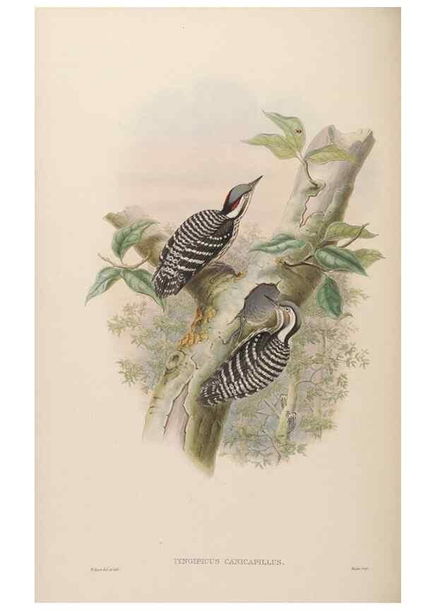 Reproducción/Reproduction 48630496771: Birds of Asia / by John Gould.. London :Printed by Taylor and Francis, pub. by the author,1850-1883.. 