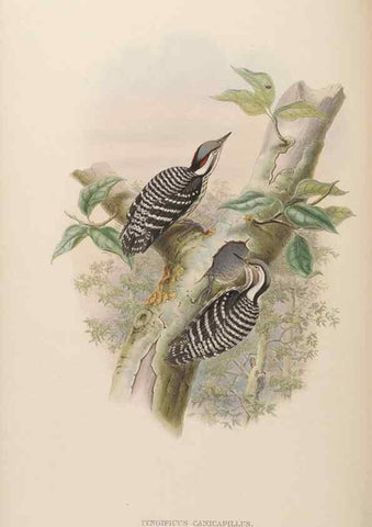 Reproducción/Reproduction 48630496771: Birds of Asia / by John Gould.. London :Printed by Taylor and Francis, pub. by the author,1850-1883.. 