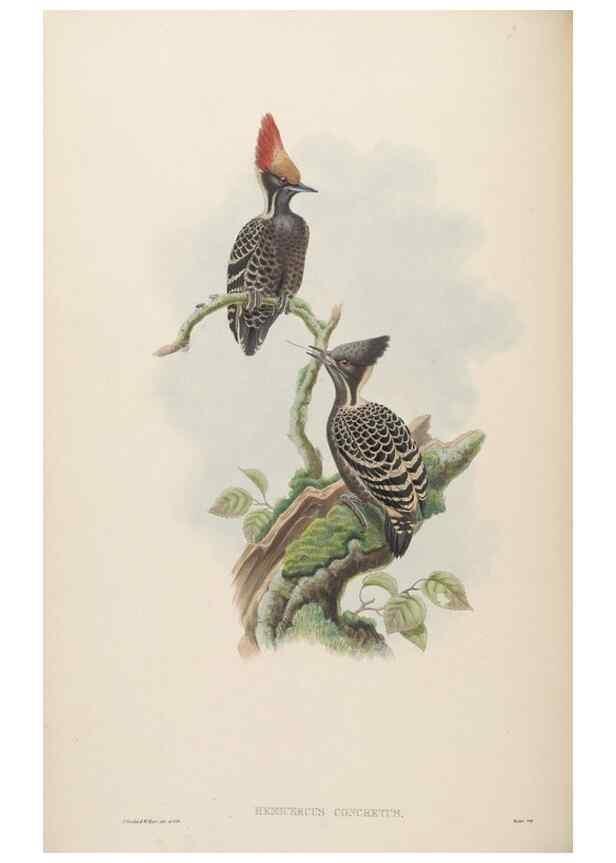 Reproducción/Reproduction 48630138933: Birds of Asia / by John Gould.. London :Printed by Taylor and Francis, pub. by the author,1850-1883.. 
