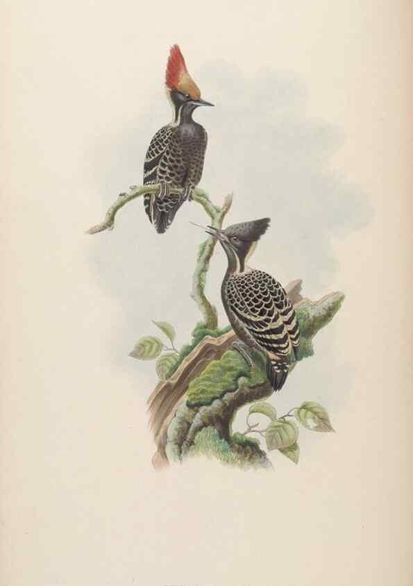 Reproducción/Reproduction 48630138933: Birds of Asia / by John Gould.. London :Printed by Taylor and Francis, pub. by the author,1850-1883.. 