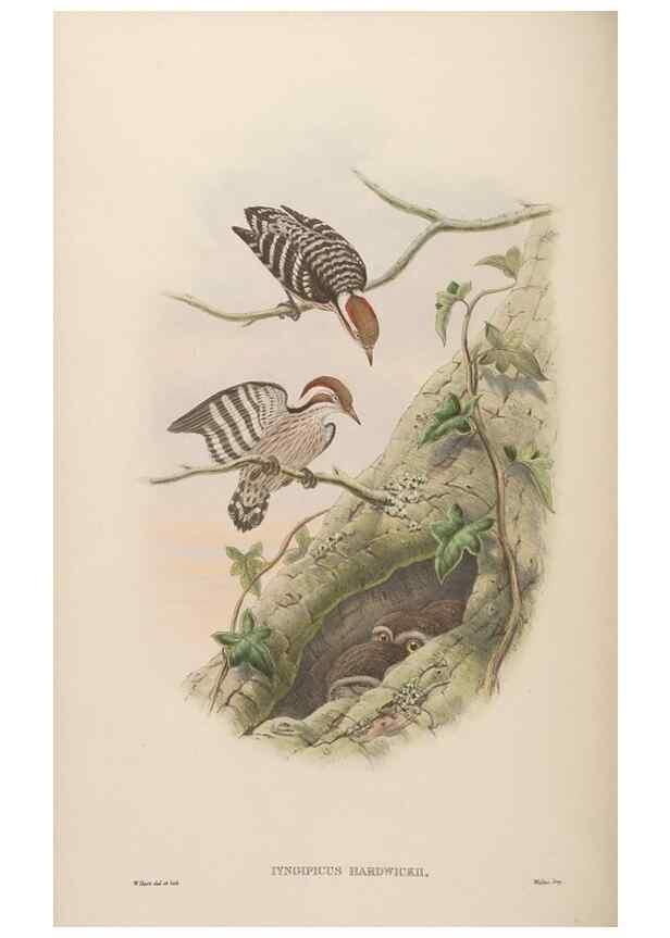 Reproducción/Reproduction 48630143683: Birds of Asia / by John Gould.. London :Printed by Taylor and Francis, pub. by the author,1850-1883.. 