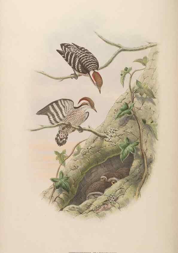 Reproducción/Reproduction 48630143683: Birds of Asia / by John Gould.. London :Printed by Taylor and Francis, pub. by the author,1850-1883.. 