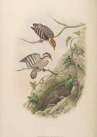 Reproducción/Reproduction 48630143683: Birds of Asia / by John Gould.. London :Printed by Taylor and Francis, pub. by the author,1850-1883.. 