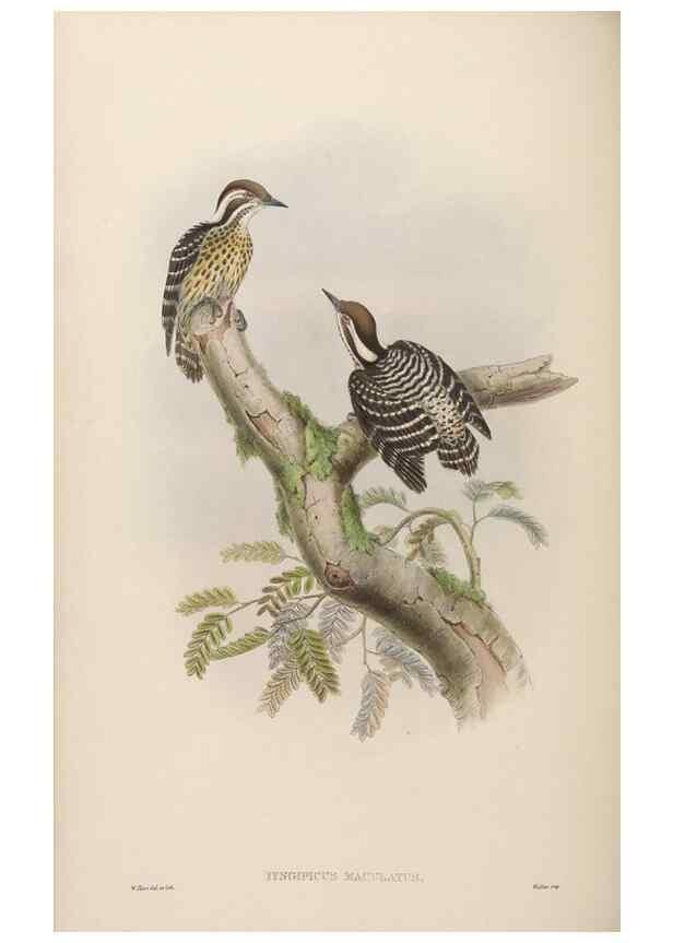 Reproducción/Reproduction 48630498571: Birds of Asia / by John Gould.. London :Printed by Taylor and Francis, pub. by the author,1850-1883.. 