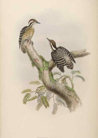 Reproducción/Reproduction 48630498571: Birds of Asia / by John Gould.. London :Printed by Taylor and Francis, pub. by the author,1850-1883.. 