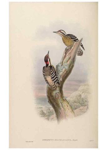 Reproducción/Reproduction 48630145658: Birds of Asia / by John Gould.. London :Printed by Taylor and Francis, pub. by the author,1850-1883.. 