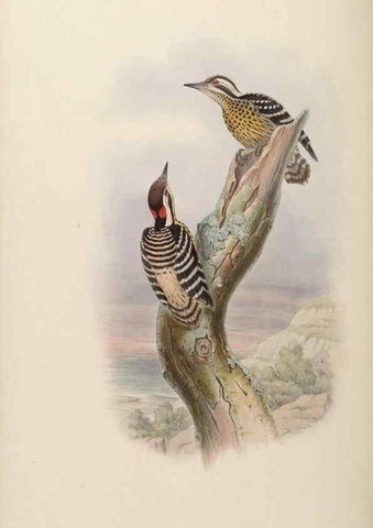 Reproducción/Reproduction 48630145658: Birds of Asia / by John Gould.. London :Printed by Taylor and Francis, pub. by the author,1850-1883.. 