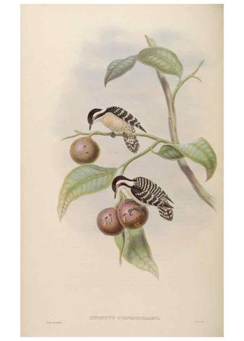 Reproducción/Reproduction 48630651102: Birds of Asia / by John Gould.. London :Printed by Taylor and Francis, pub. by the author,1850-1883.. 