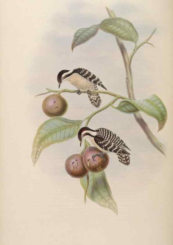 Reproducción/Reproduction 48630651102: Birds of Asia / by John Gould.. London :Printed by Taylor and Francis, pub. by the author,1850-1883.. 
