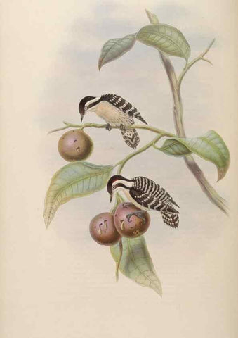 Reproducción/Reproduction 48630651102: Birds of Asia / by John Gould.. London :Printed by Taylor and Francis, pub. by the author,1850-1883.. 