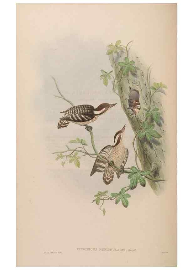 Reproducción/Reproduction 48630500441: Birds of Asia / by John Gould.. London :Printed by Taylor and Francis, pub. by the author,1850-1883.. 