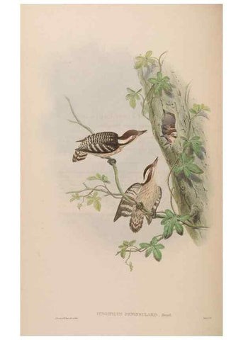 Reproducción/Reproduction 48630500441: Birds of Asia / by John Gould.. London :Printed by Taylor and Francis, pub. by the author,1850-1883.. 