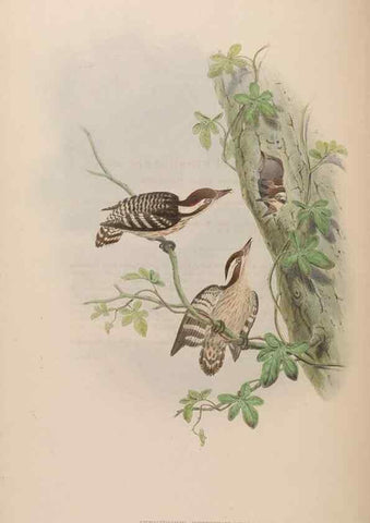 Reproducción/Reproduction 48630500441: Birds of Asia / by John Gould.. London :Printed by Taylor and Francis, pub. by the author,1850-1883.. 
