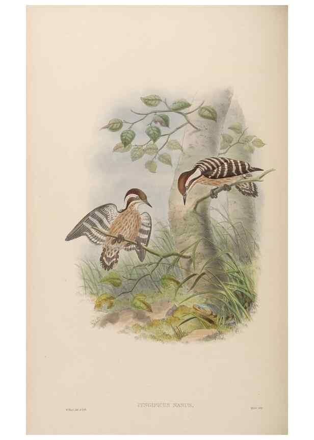 Reproducción/Reproduction 48630652527: Birds of Asia / by John Gould.. London :Printed by Taylor and Francis, pub. by the author,1850-1883.. 