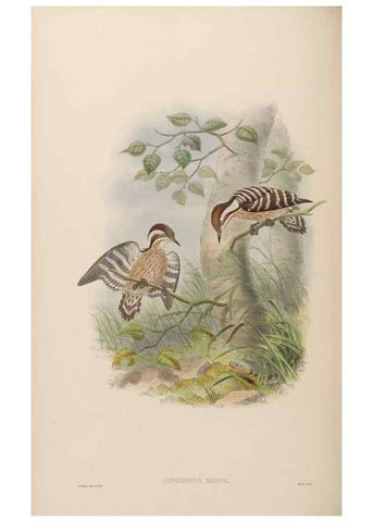 Reproducción/Reproduction 48630652527: Birds of Asia / by John Gould.. London :Printed by Taylor and Francis, pub. by the author,1850-1883.. 