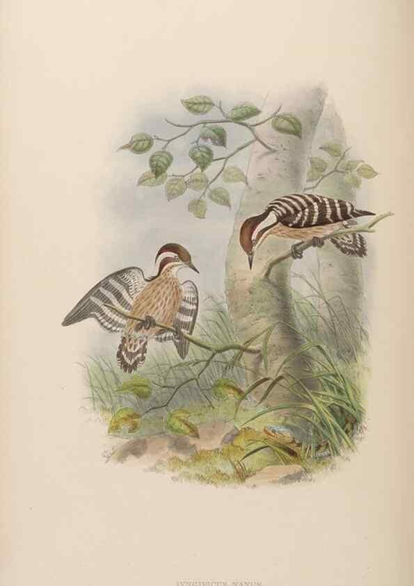 Reproducción/Reproduction 48630652527: Birds of Asia / by John Gould.. London :Printed by Taylor and Francis, pub. by the author,1850-1883.. 