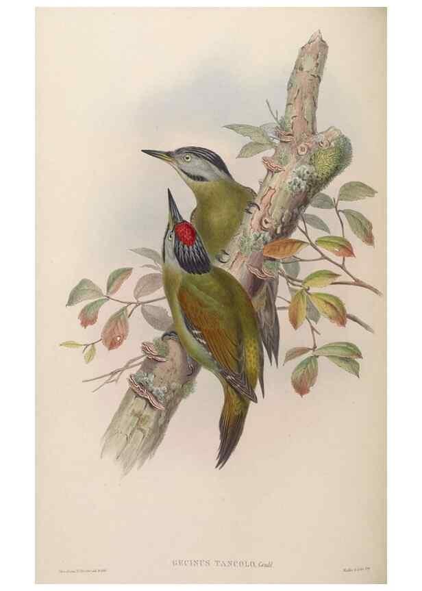 Reproducción/Reproduction 48630148438: Birds of Asia / by John Gould.. London :Printed by Taylor and Francis, pub. by the author,1850-1883.. 
