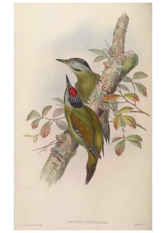 Reproducción/Reproduction 48630148438: Birds of Asia / by John Gould.. London :Printed by Taylor and Francis, pub. by the author,1850-1883.. 