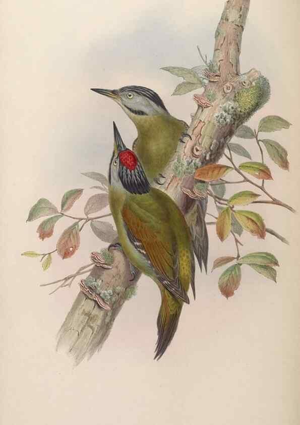 Reproducción/Reproduction 48630148438: Birds of Asia / by John Gould.. London :Printed by Taylor and Francis, pub. by the author,1850-1883.. 
