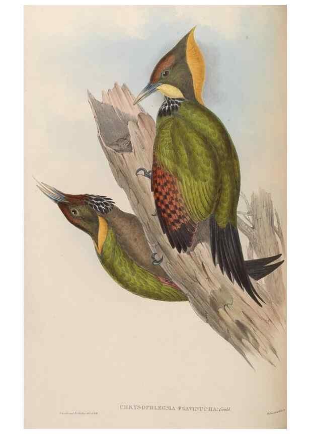 Reproducción/Reproduction 48630653962: Birds of Asia / by John Gould.. London :Printed by Taylor and Francis, pub. by the author,1850-1883.. 