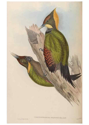 Reproducción/Reproduction 48630653962: Birds of Asia / by John Gould.. London :Printed by Taylor and Francis, pub. by the author,1850-1883.. 