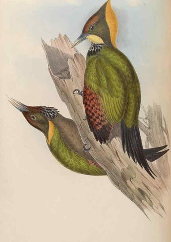 Reproducción/Reproduction 48630653962: Birds of Asia / by John Gould.. London :Printed by Taylor and Francis, pub. by the author,1850-1883.. 
