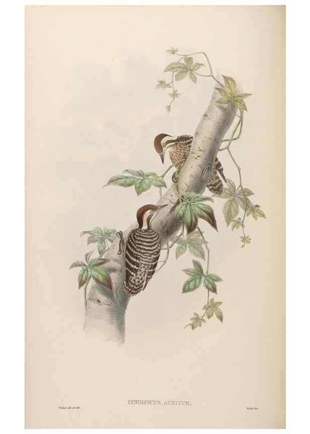 Reproducción/Reproduction 48630649052: Birds of Asia / by John Gould.. London :Printed by Taylor and Francis, pub. by the author,1850-1883.. 