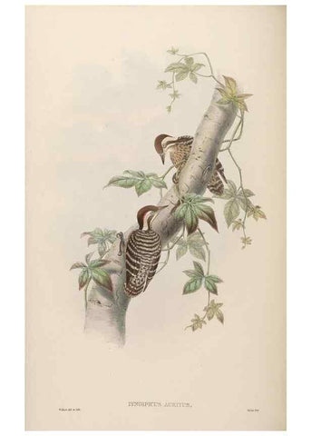 Reproducción/Reproduction 48630649052: Birds of Asia / by John Gould.. London :Printed by Taylor and Francis, pub. by the author,1850-1883.. 