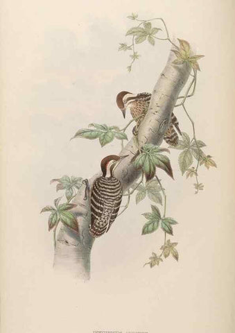 Reproducción/Reproduction 48630649052: Birds of Asia / by John Gould.. London :Printed by Taylor and Francis, pub. by the author,1850-1883.. 