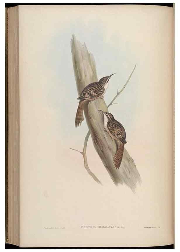 Reproducción/Reproduction 48630437632: Birds of Asia / by John Gould.. London :Printed by Taylor and Francis, pub. by the author,1850-1883.. 