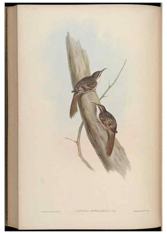 Reproducción/Reproduction 48630437632: Birds of Asia / by John Gould.. London :Printed by Taylor and Francis, pub. by the author,1850-1883.. 