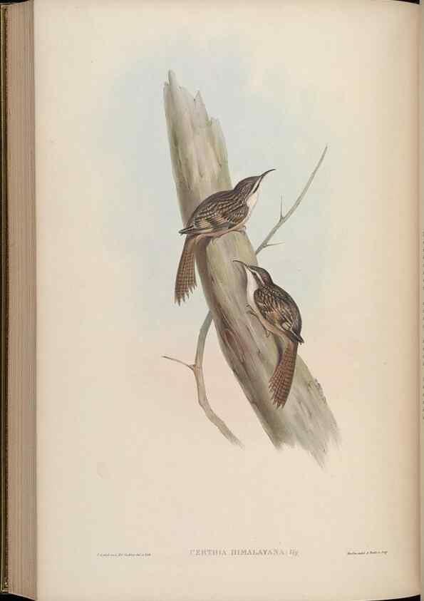 Reproducción/Reproduction 48630437632: Birds of Asia / by John Gould.. London :Printed by Taylor and Francis, pub. by the author,1850-1883.. 