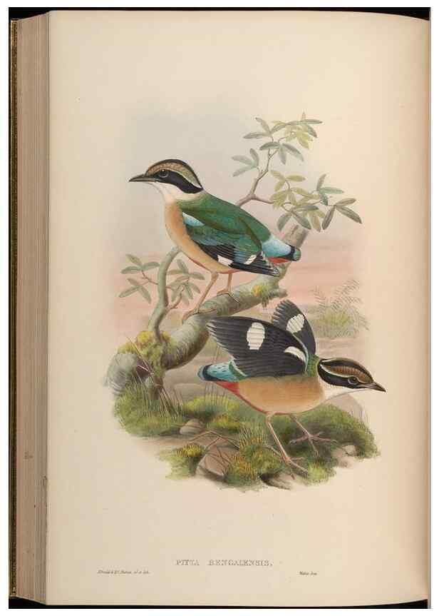 Reproducción/Reproduction 48630021048: Birds of Asia / by John Gould.. London :Printed by Taylor and Francis, pub. by the author,1850-1883.. 