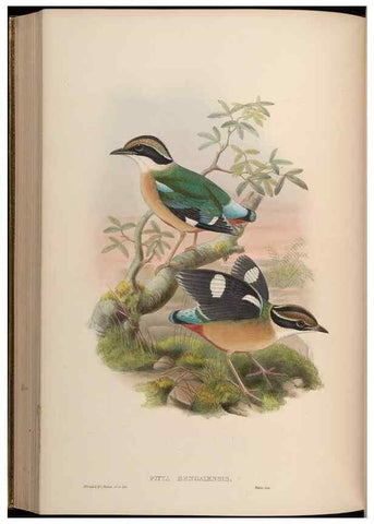 Reproducción/Reproduction 48630021048: Birds of Asia / by John Gould.. London :Printed by Taylor and Francis, pub. by the author,1850-1883.. 