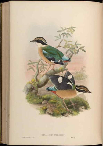 Reproducción/Reproduction 48630021048: Birds of Asia / by John Gould.. London :Printed by Taylor and Francis, pub. by the author,1850-1883.. 