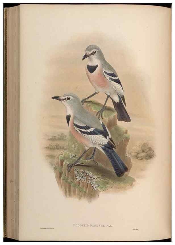 Reproducción/Reproduction 48630020228: Birds of Asia / by John Gould.. London :Printed by Taylor and Francis, pub. by the author,1850-1883.. 