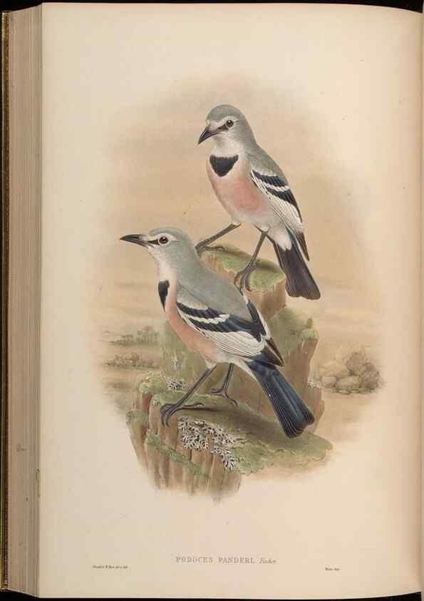 Reproducción/Reproduction 48630020228: Birds of Asia / by John Gould.. London :Printed by Taylor and Francis, pub. by the author,1850-1883.. 