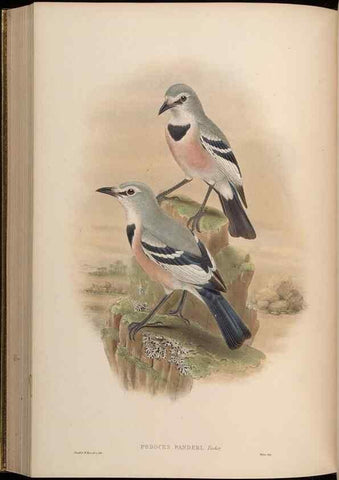 Reproducción/Reproduction 48630020228: Birds of Asia / by John Gould.. London :Printed by Taylor and Francis, pub. by the author,1850-1883.. 