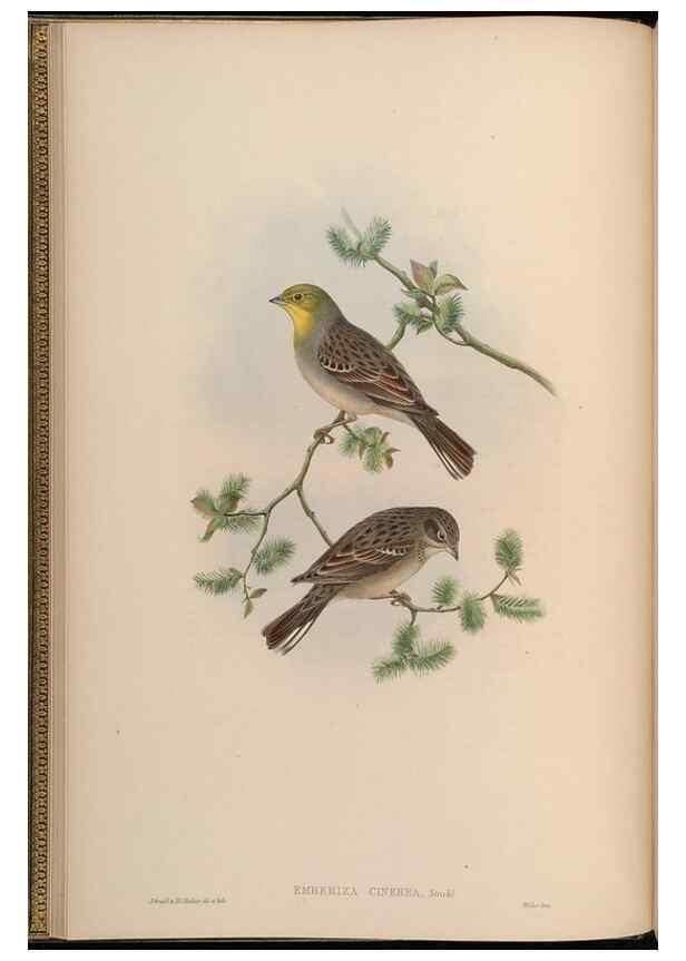 Reproducción/Reproduction 48630505092: Birds of Asia / by John Gould.. London :Printed by Taylor and Francis, pub. by the author,1850-1883.. 