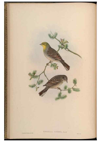 Reproducción/Reproduction 48630505092: Birds of Asia / by John Gould.. London :Printed by Taylor and Francis, pub. by the author,1850-1883.. 