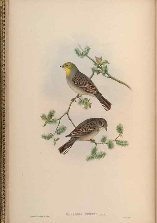 Reproducción/Reproduction 48630505092: Birds of Asia / by John Gould.. London :Printed by Taylor and Francis, pub. by the author,1850-1883.. 